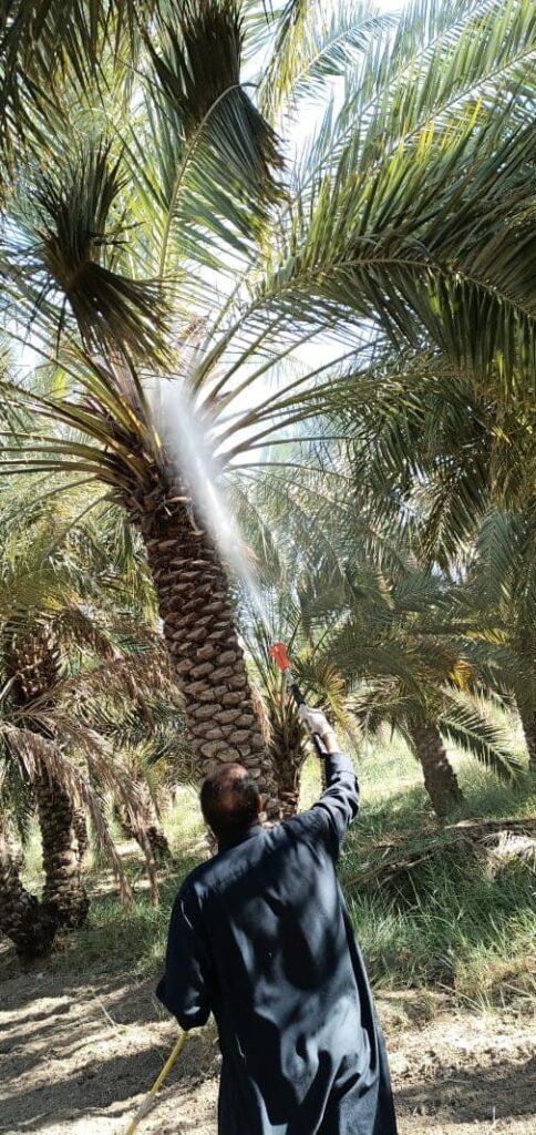 زراعة ذي قار تباشر بتوزيع مبيدات لمكافحة " عفن النورات الزهرية" في النخيل
