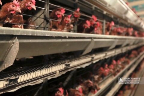 الزراعة تكشف عن توجه لإقرار قانون خاص بالاستثمار الزراعي » وكالة الأنباء العراقية