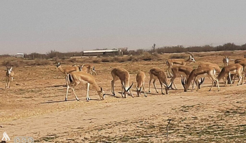 ميسان.. مطالبات بالاهتمام في مشروع محمية غزلان الريم » وكالة الأنباء العراقية